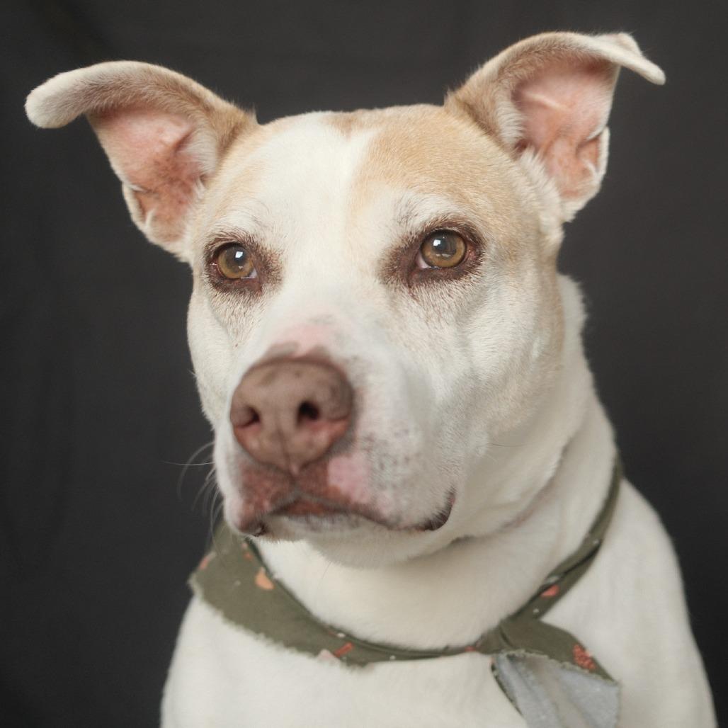 Celia, a Adoptable Mixed Breed in Fairmont, WV image 2/6