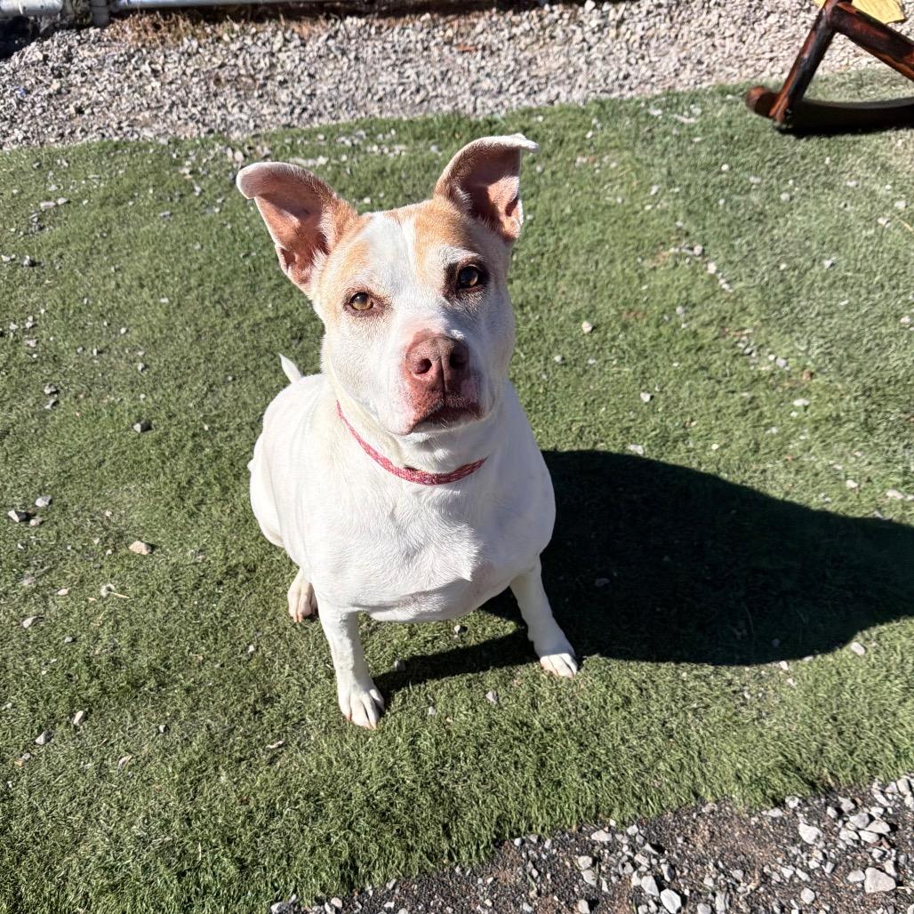 Enlarge Celia, a Adoptable Mixed Breed in Fairmont, WV image 2/6