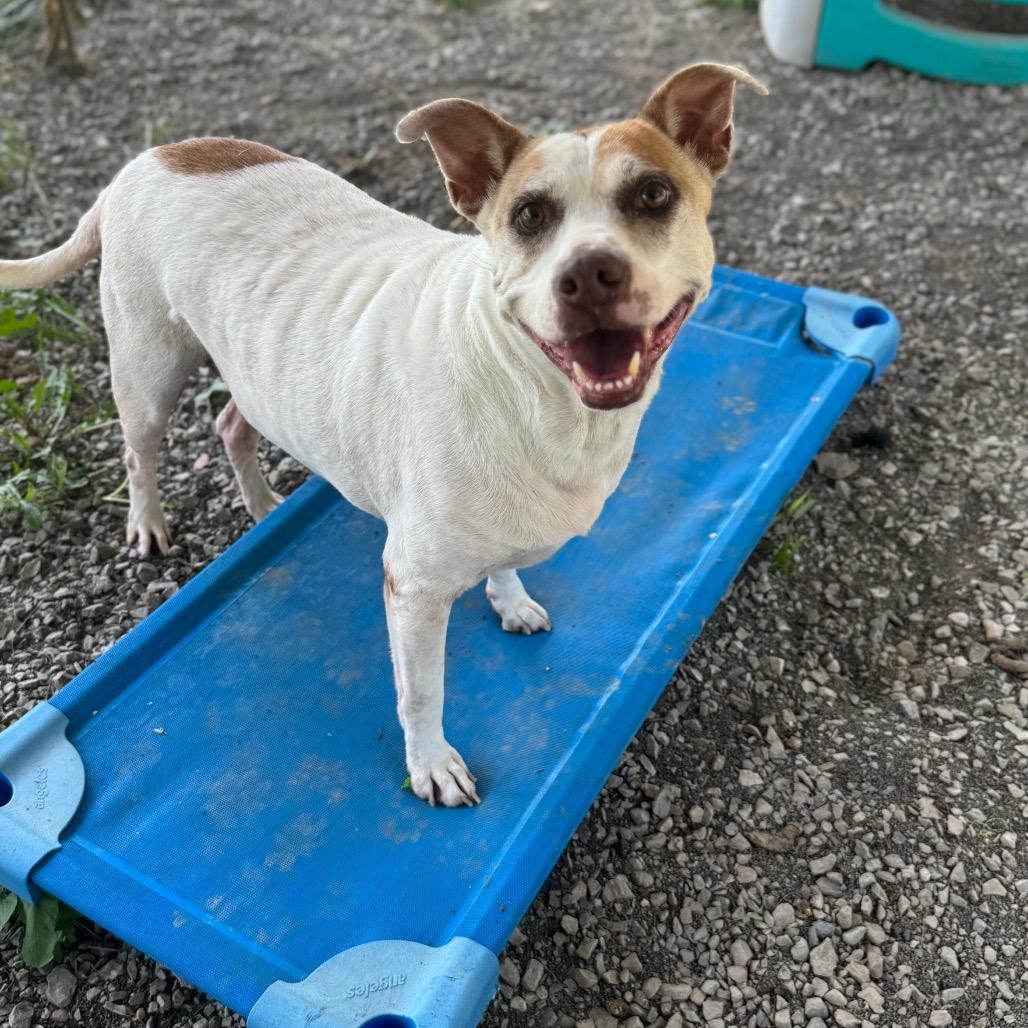 Enlarge Celia, a Adoptable Mixed Breed in Fairmont, WV image 3/5