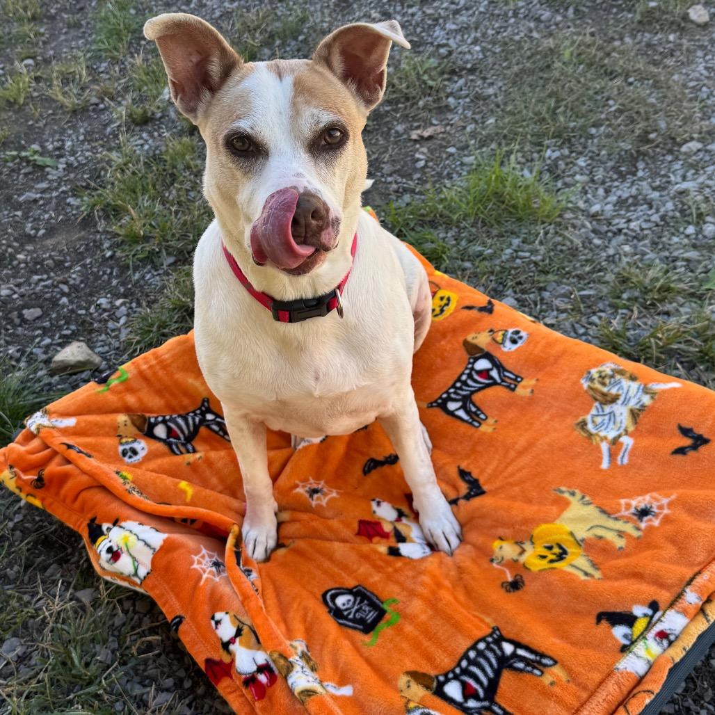 Enlarge Celia, a Adoptable Mixed Breed in Fairmont, WV image 4/5