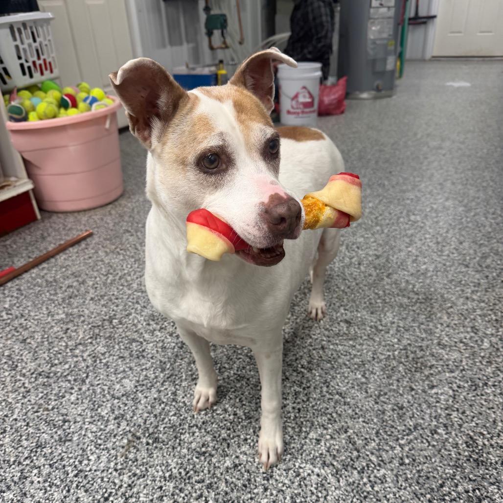 Enlarge Celia, a Adoptable Mixed Breed in Fairmont, WV image 5/6