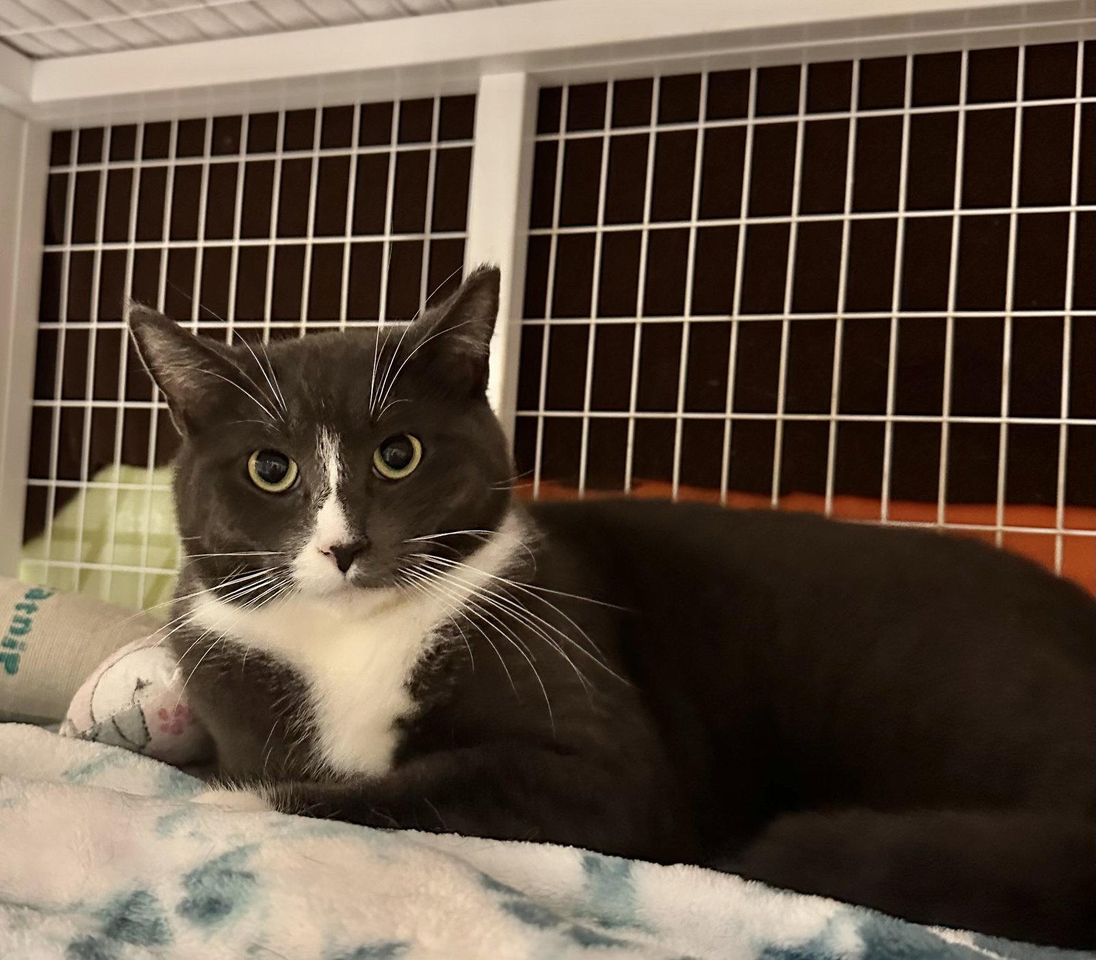 Enlarge Moose, a Adoptable Domestic Short Hair in Blasdell, NY image 1/1