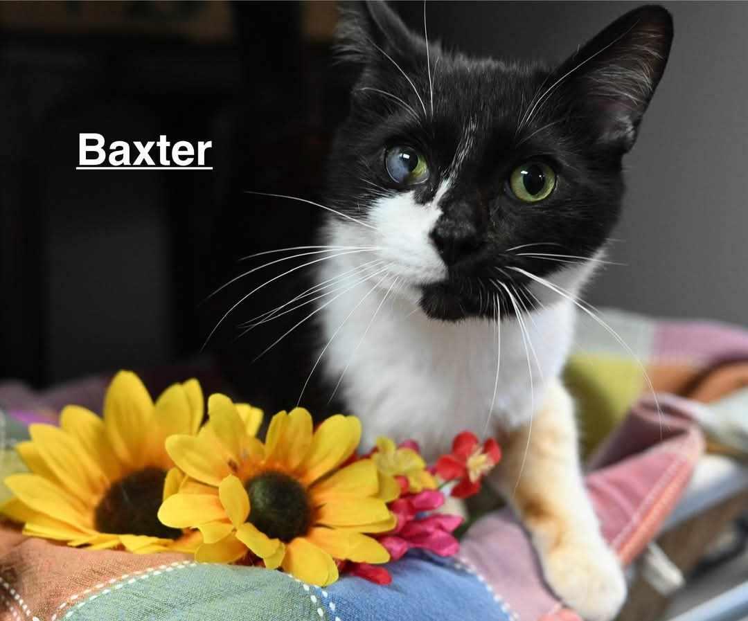 Enlarge Baxter, an adoptable Domestic Short Hair in Kalamazoo, MI image 1/1