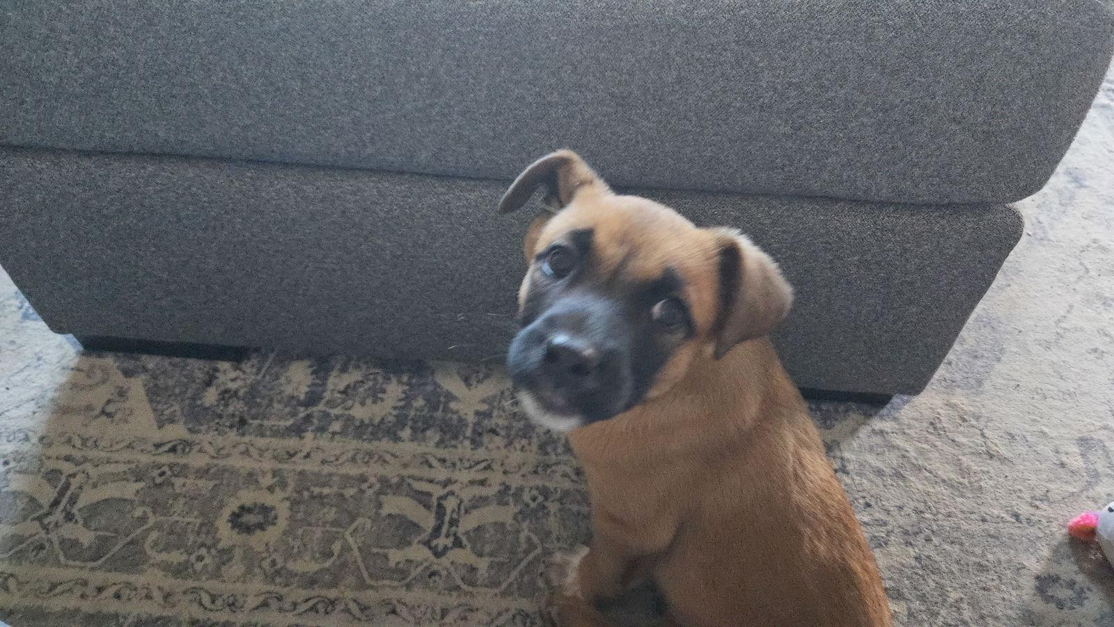 Douglas, Adoptable, Puppy Male Mixed Breed.