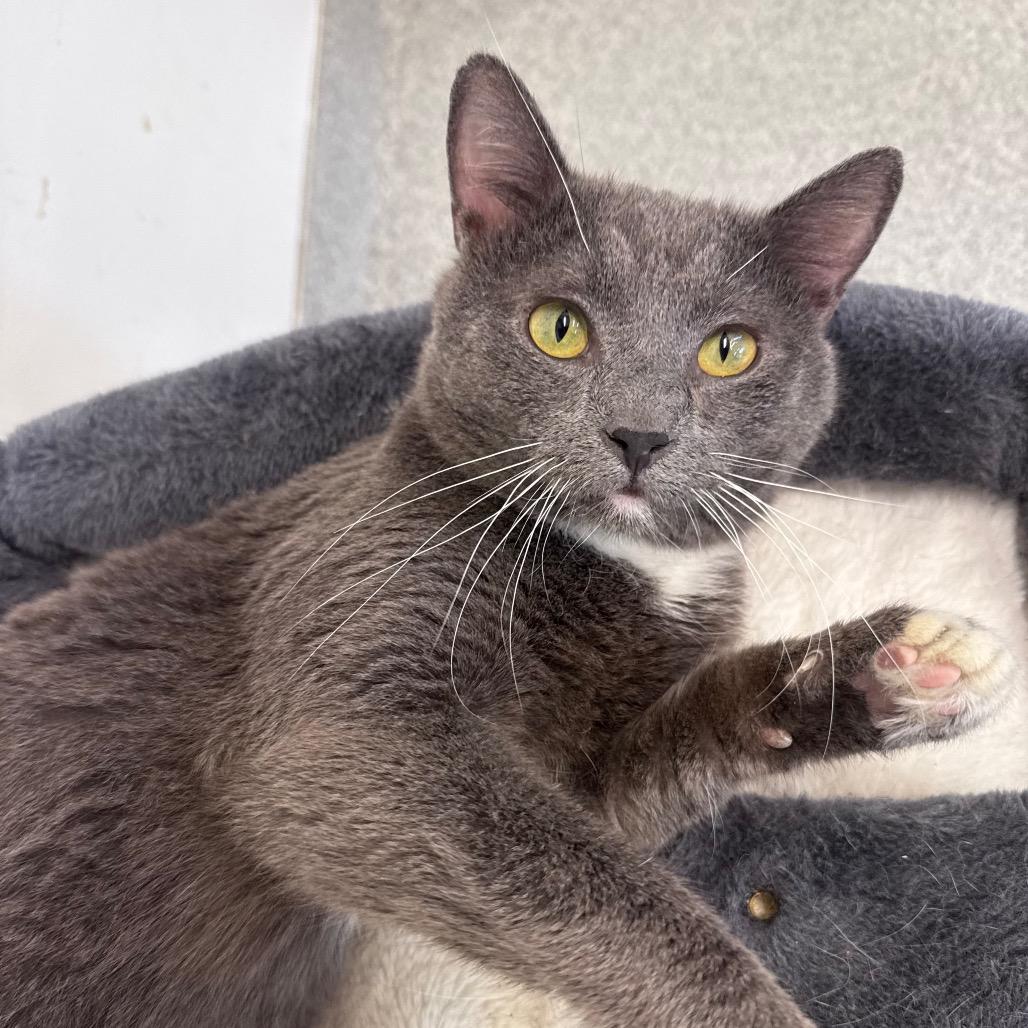 Enlarge Easy Peasy, a Adoptable Domestic Short Hair in Wheeling, IL image 1/6