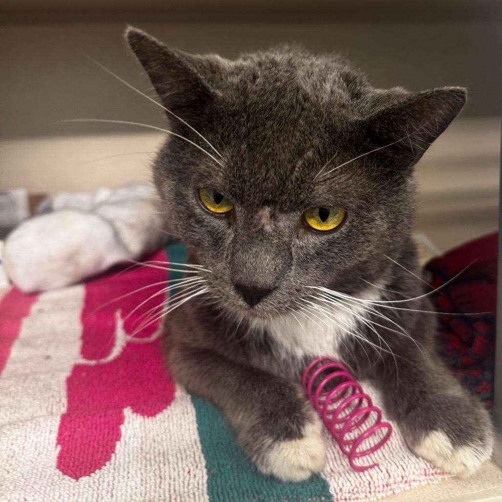 Enlarge Easy Peasy, a Adoptable Domestic Short Hair in Wheeling, IL image 2/6