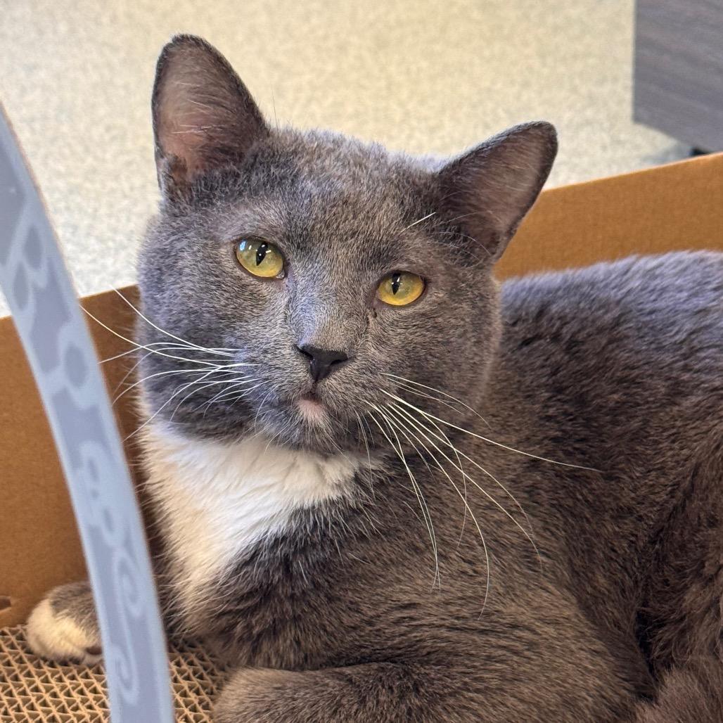 Enlarge Easy Peasy, a Adoptable Domestic Short Hair in Wheeling, IL image 4/6