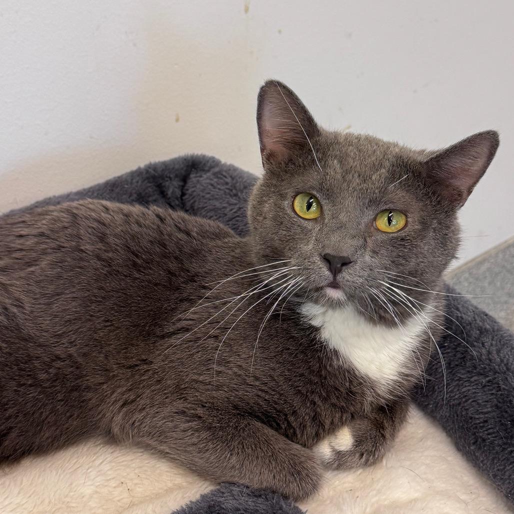 Enlarge Easy Peasy, a Adoptable Domestic Short Hair in Wheeling, IL image 5/6