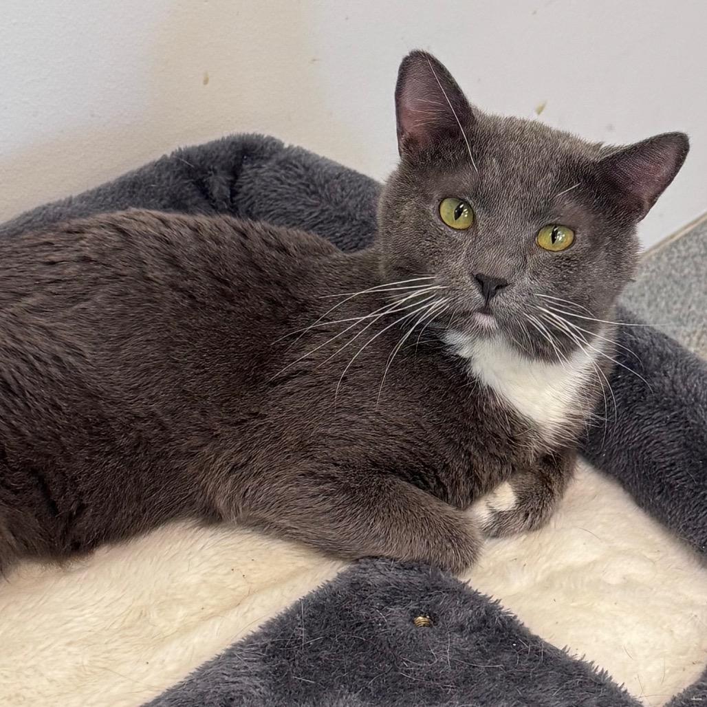 Enlarge Easy Peasy, a Adoptable Domestic Short Hair in Wheeling, IL image 6/6