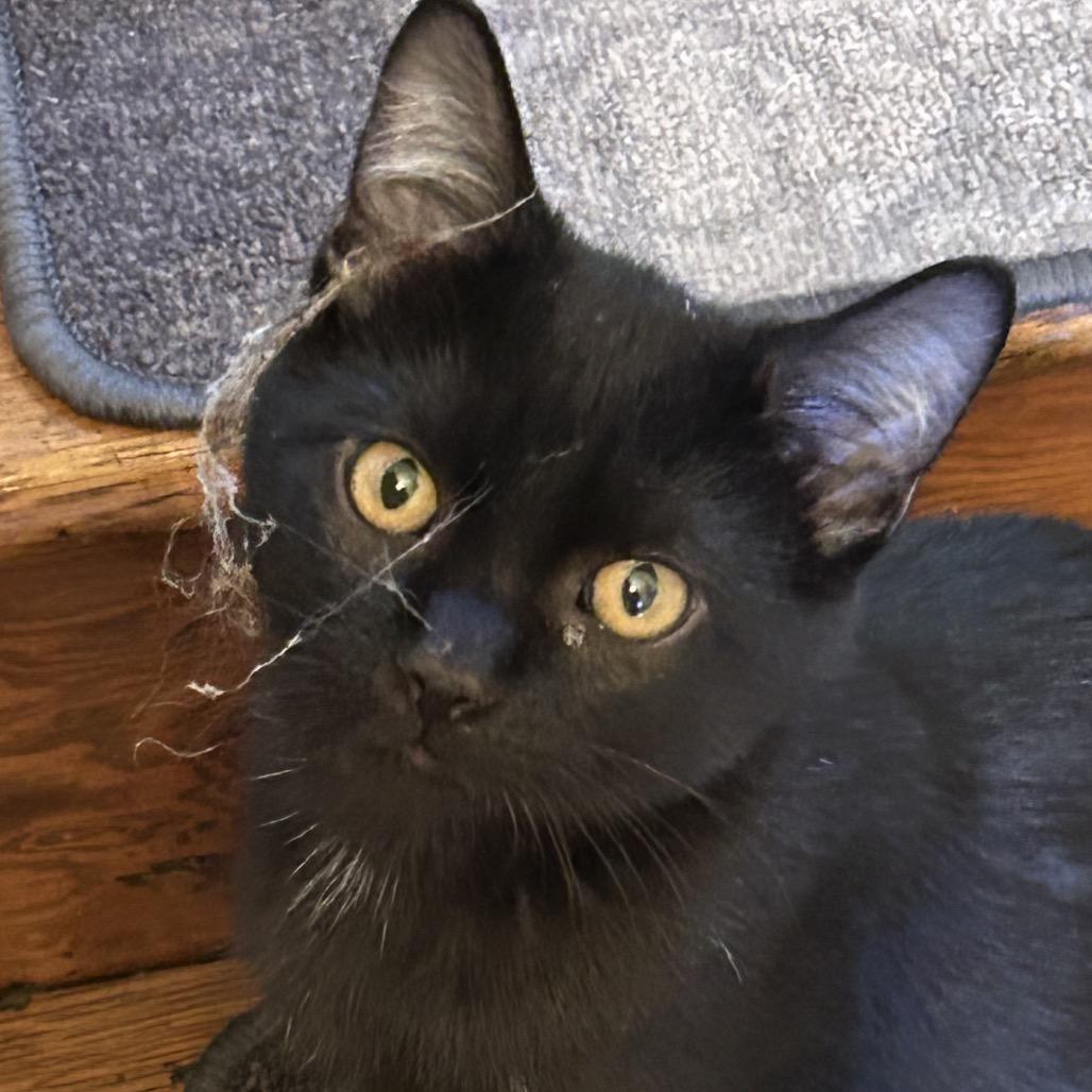 Curtis, Adopted, Kitten Male Domestic Short Hair.