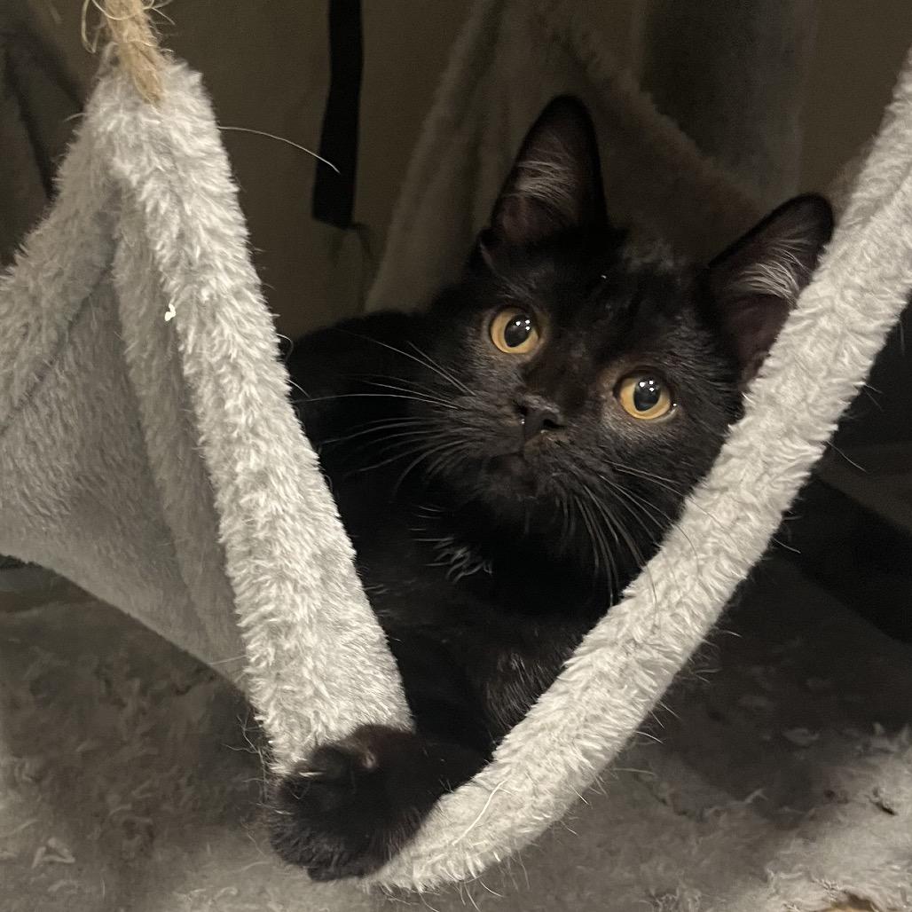 Enlarge Curtis, a Adopted Domestic Short Hair in Bismarck, ND image 2/3