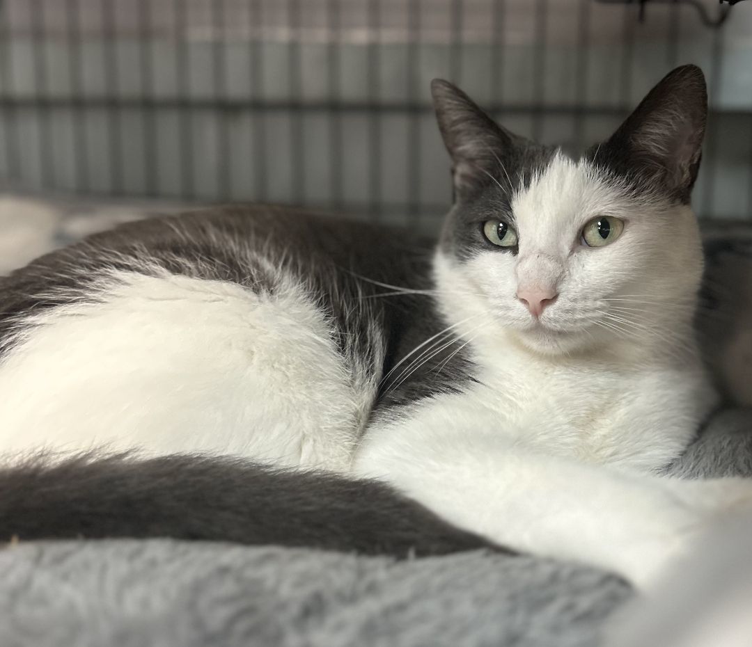 Bader, a Adoptable Domestic Short Hair in Columbus, OH image 1/6