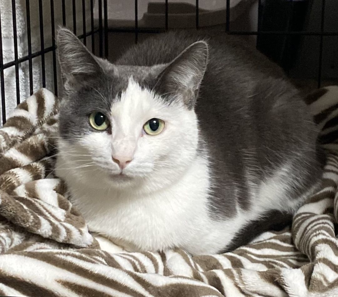 Bader, a Adoptable Domestic Short Hair in Columbus, OH image 2/6