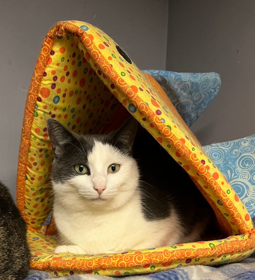 Bader, a Adoptable Domestic Short Hair in Columbus, OH image 3/6