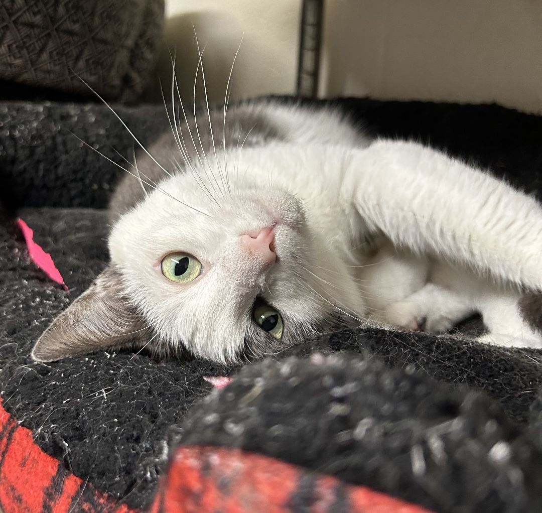 Bader, a Adoptable Domestic Short Hair in Columbus, OH image 4/6