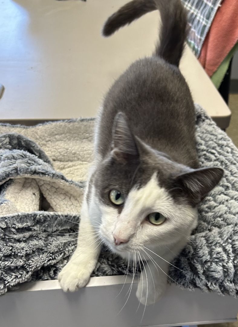 Bader, a Adoptable Domestic Short Hair in Columbus, OH image 5/6