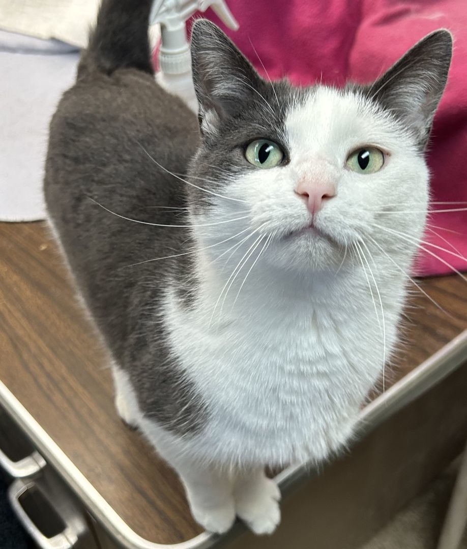 Bader, a Adoptable Domestic Short Hair in Columbus, OH image 6/6