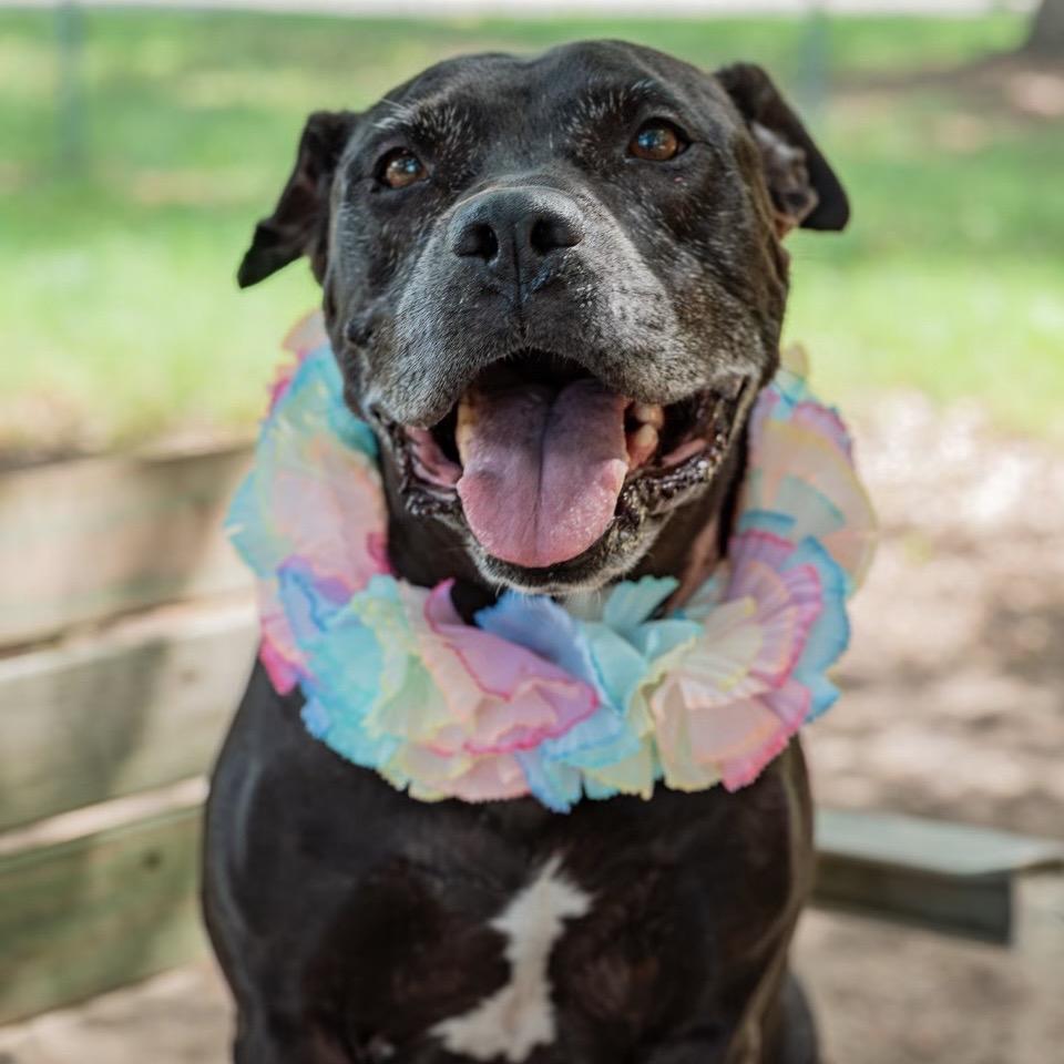 Enlarge Shellie, a Adoptable Mixed Breed in Milton, FL image 1/5