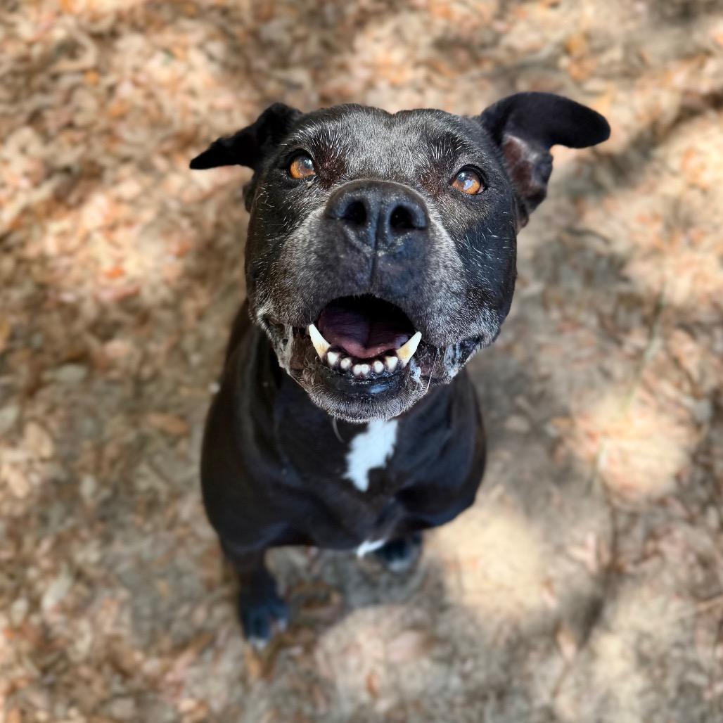 Enlarge Shellie, a Adoptable Mixed Breed in Milton, FL image 2/5