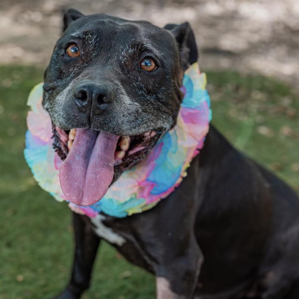 Enlarge Shellie, a Adoptable Mixed Breed in Milton, FL image 3/5