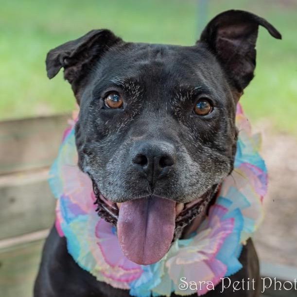 Enlarge Shellie, a Adoptable Mixed Breed in Milton, FL image 4/5