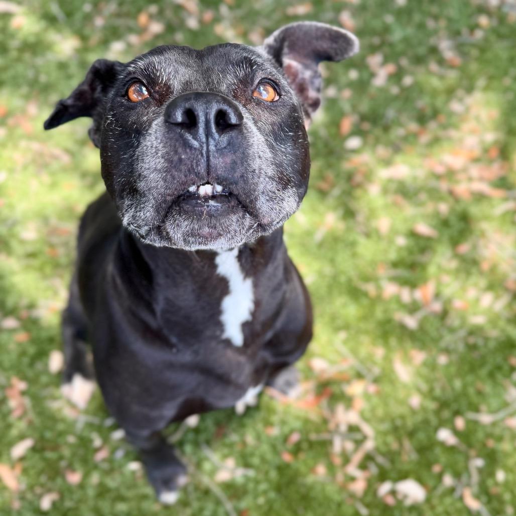 Enlarge Shellie, a Adoptable Mixed Breed in Milton, FL image 5/5