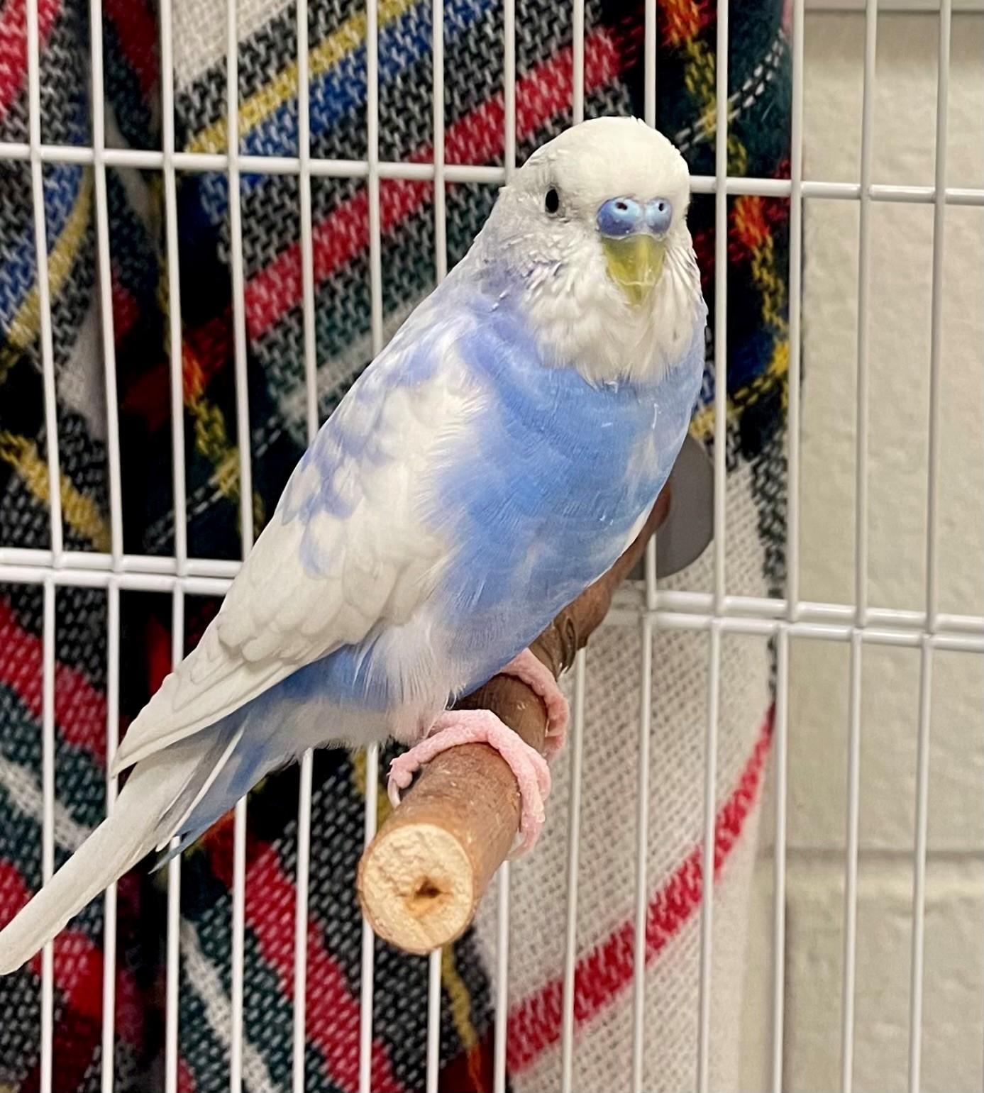Baobab, adoptable, Adult Male Parakeet (Other).