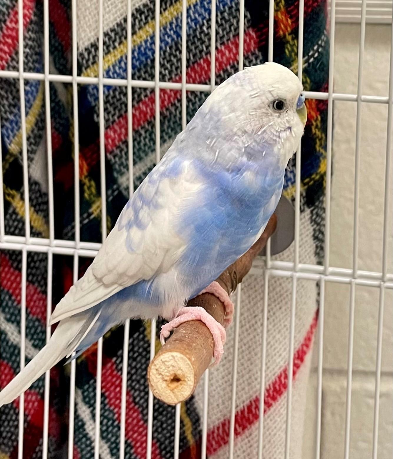 Enlarge Baobab, an adoptable Parakeet (Other) in Hamilton, ON image 3/3