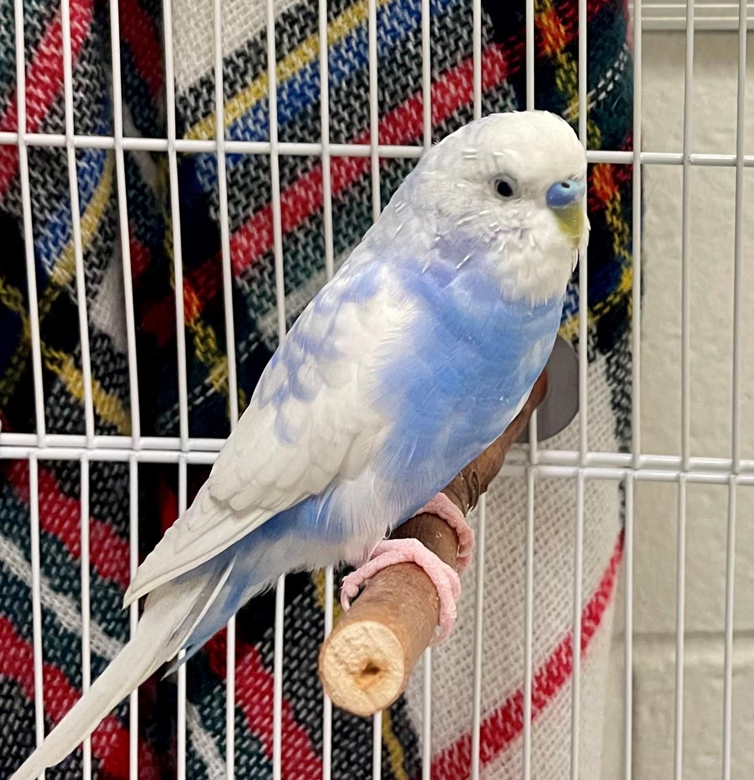Enlarge Baobab, an adoptable Parakeet (Other) in Hamilton, ON image 2/3
