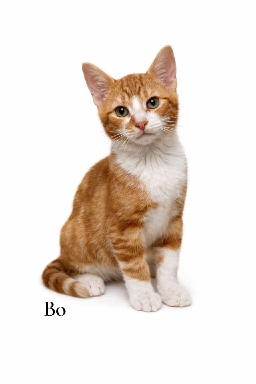 Bo, ADOPTABLE, Kitten Male Domestic Short Hair.