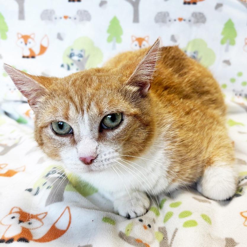 Enlarge Mama Bear, a Adoptable Domestic Short Hair in Mount Juliet, TN image 2/2