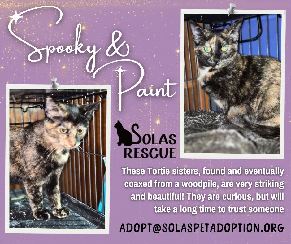Spooky and Paint -- (dd), Adoptable, Kitten Female Tortoiseshell.