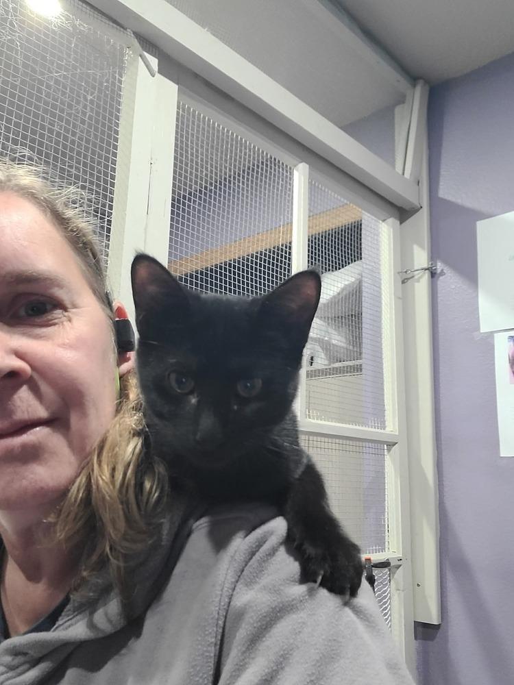 Void, Adoptable, Kitten Male Domestic Short Hair.