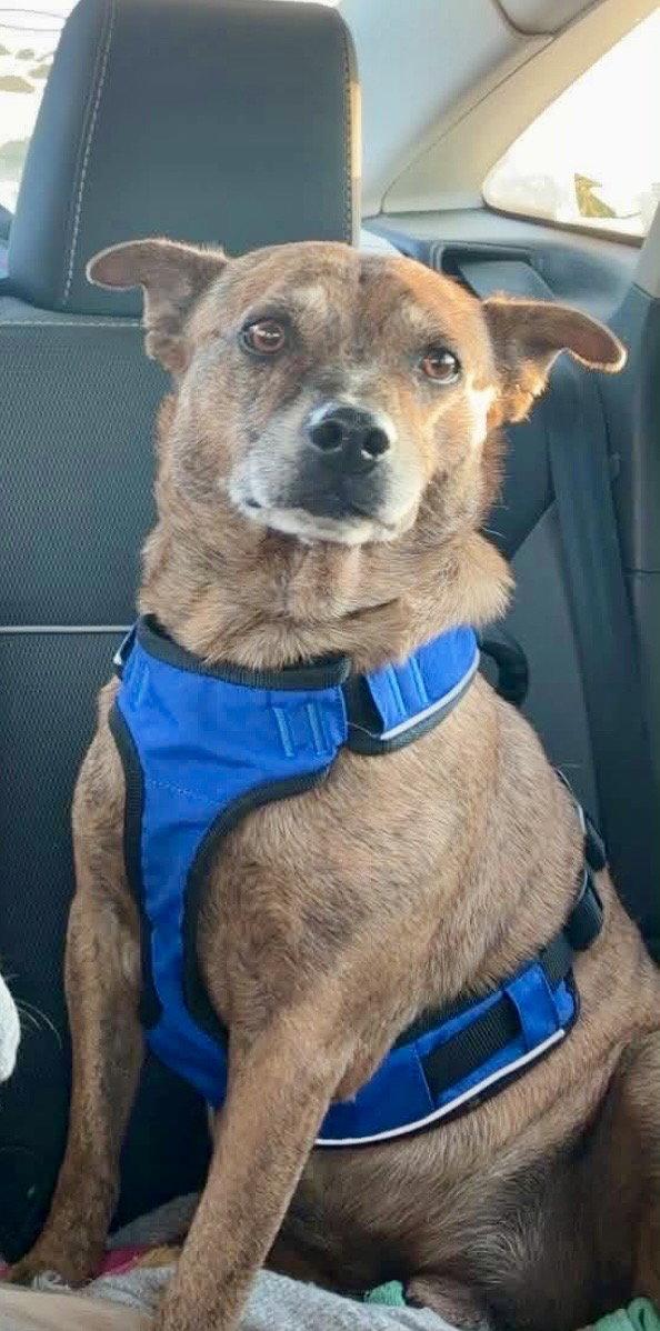 Grindle, Adoptable, Adult Male Boxer & Mountain Cur.