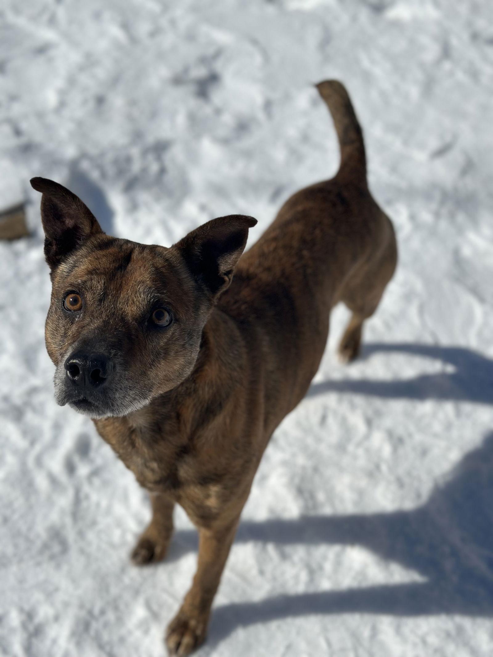 Enlarge Grindle, a Adoptable mixed breed in Corning, AR image 1/2
