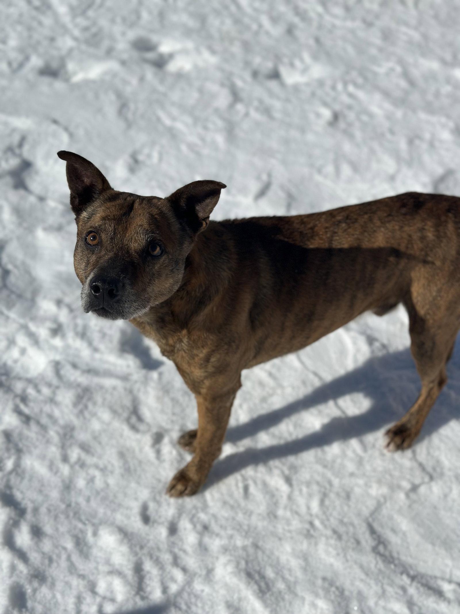 Enlarge Grindle, a Adoptable mixed breed in Corning, AR image 2/2
