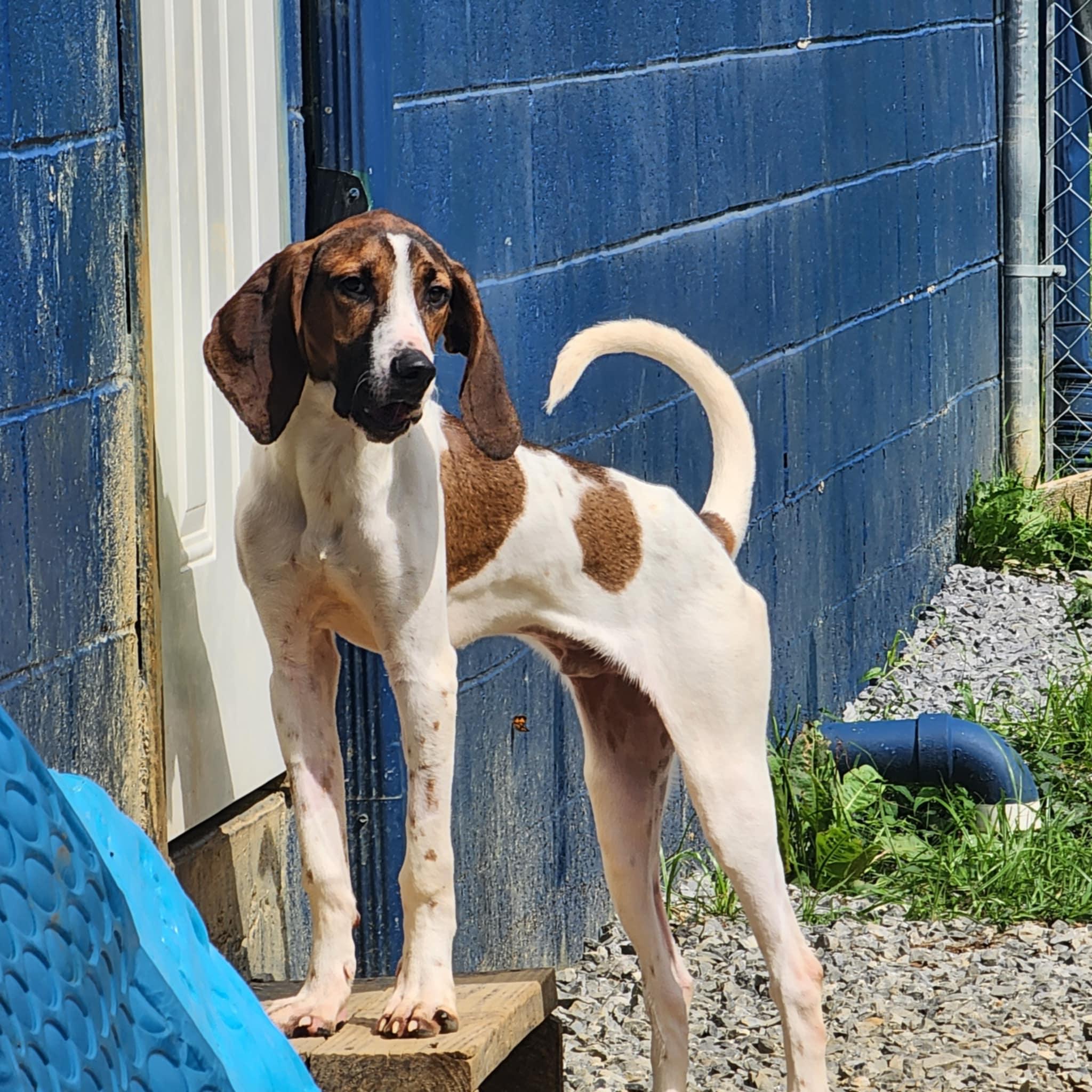 Enlarge Vinnie, a Adoptable mixed breed in Chuckey, TN image 3/4