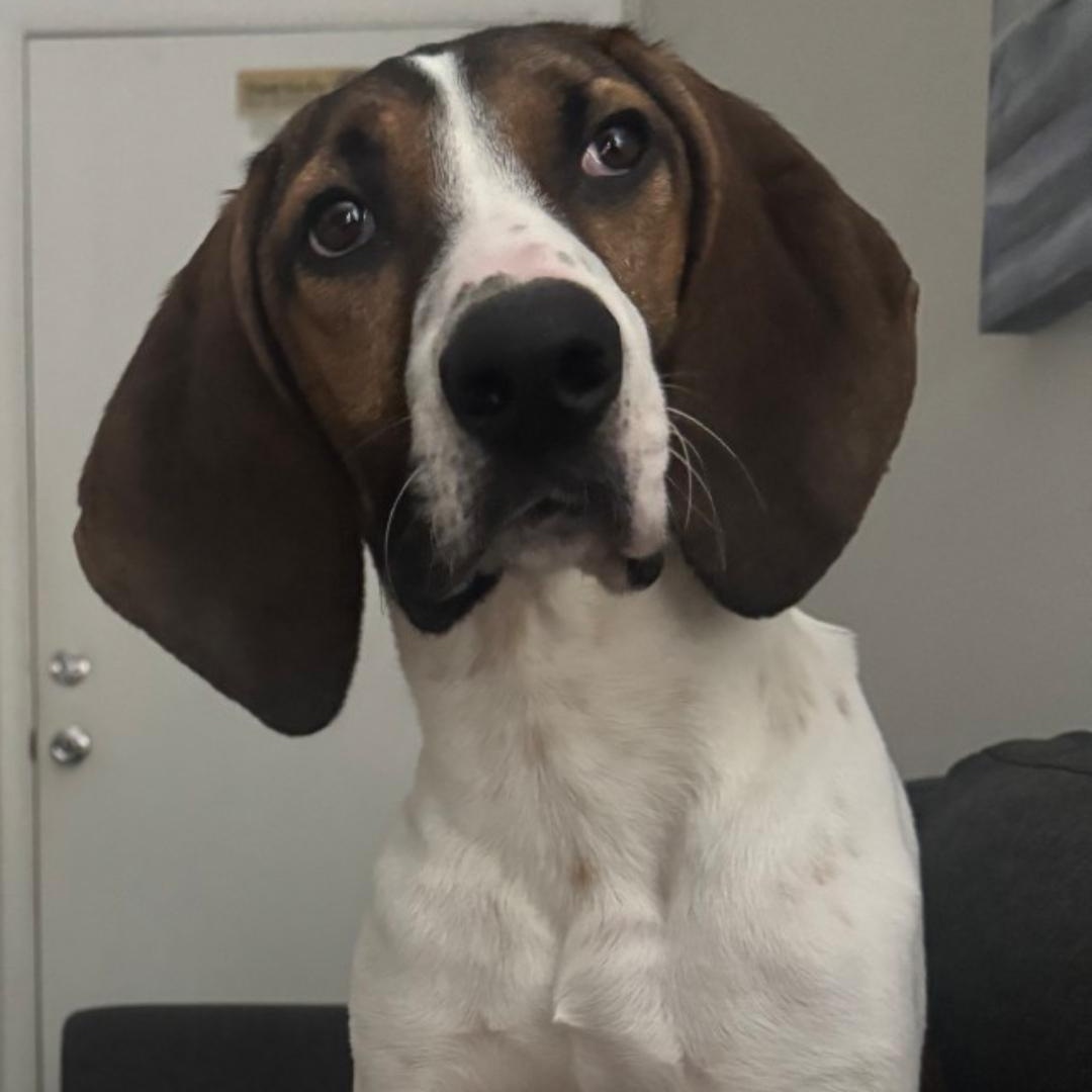 Enlarge Vinnie, a Adoptable mixed breed in Chuckey, TN image 2/4