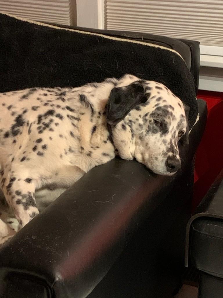 Enlarge Pogo-Williamsburg, VA, a Adoptable Dalmatian in Williamsburg, VA image 3/3