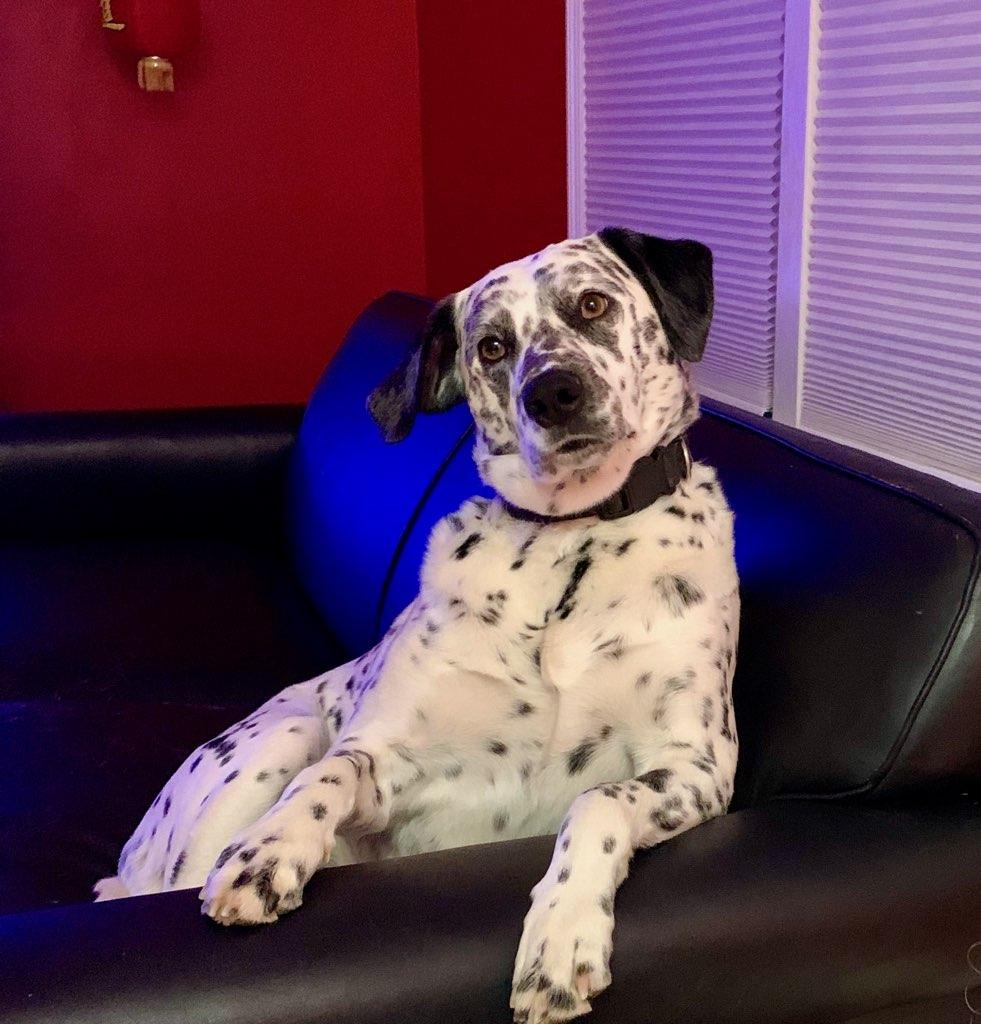 Enlarge Pogo-Williamsburg, VA, a Adoptable Dalmatian in Williamsburg, VA image 2/3