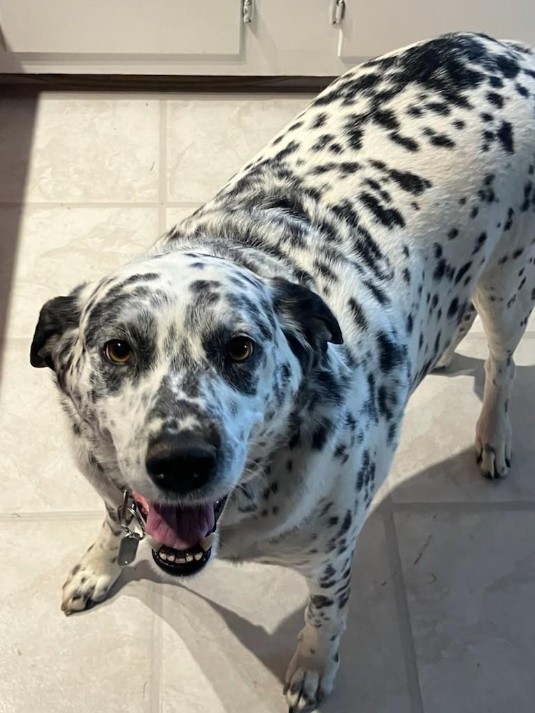 Pogo-Williamsburg, VA, Adoptable, Adult Male Dalmatian.