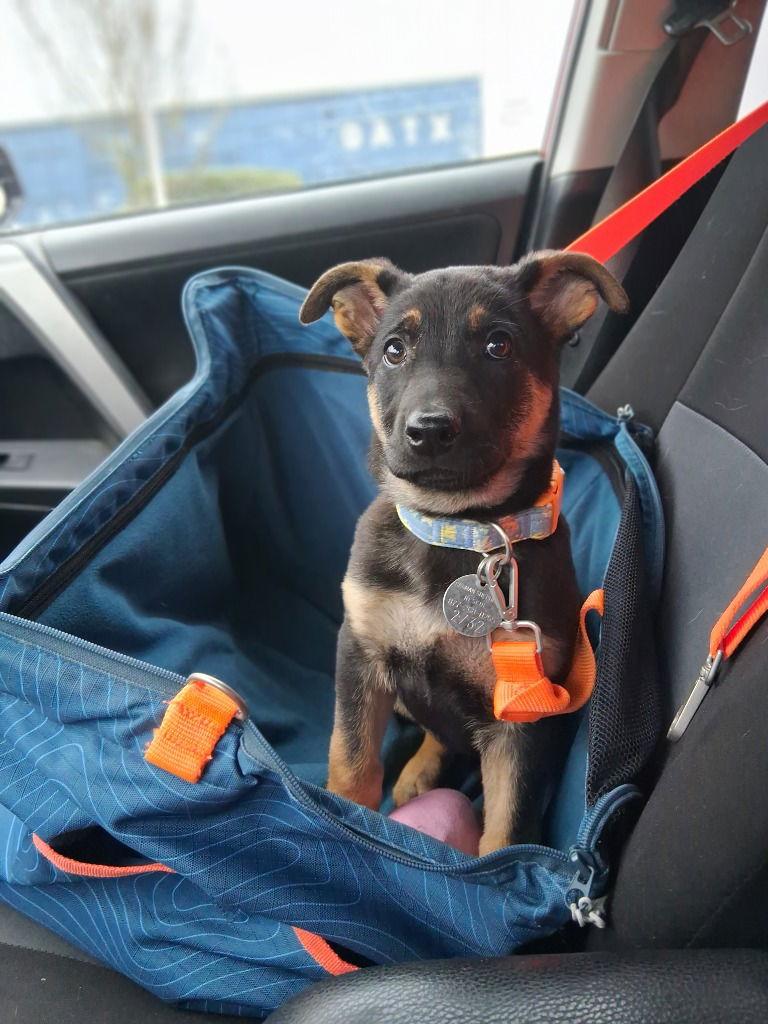 Annie, Adoptable, Puppy Female German Shepherd Dog.