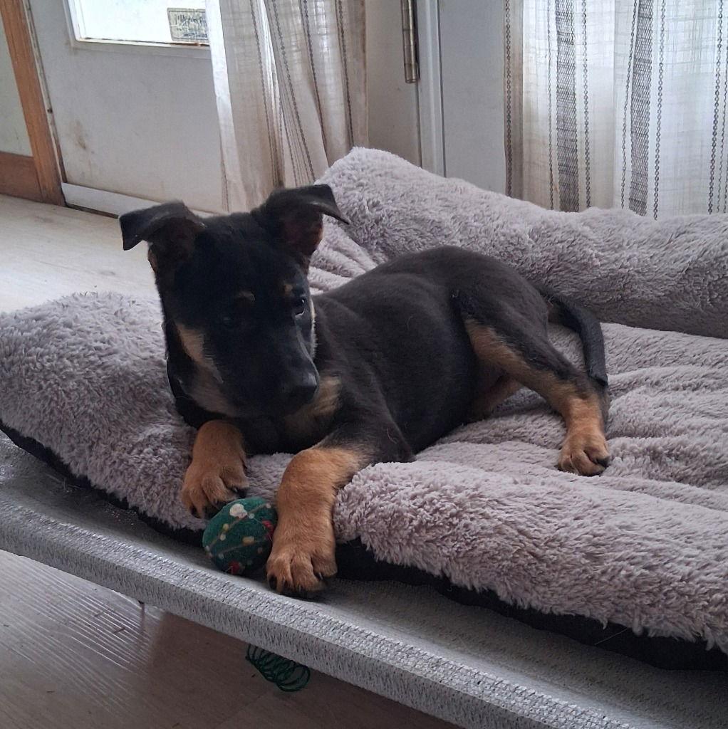 Enlarge Annie, a Adoptable German Shepherd Dog in Modesto, CA image 2/2