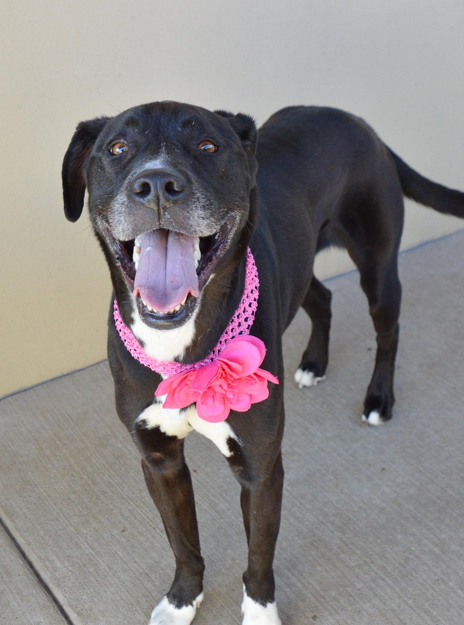 Enlarge Moonpie, a Adoptable Labrador Retriever in McKinney, TX image 1/3