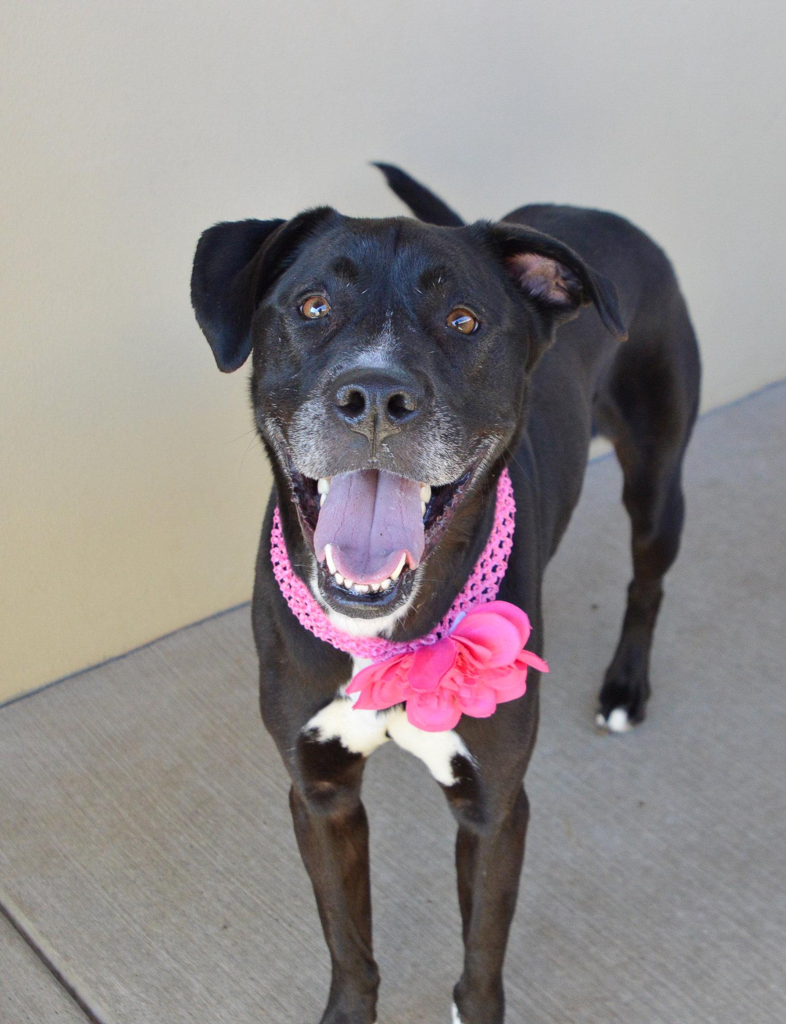 Enlarge Moonpie, a Adoptable Labrador Retriever in McKinney, TX image 2/3