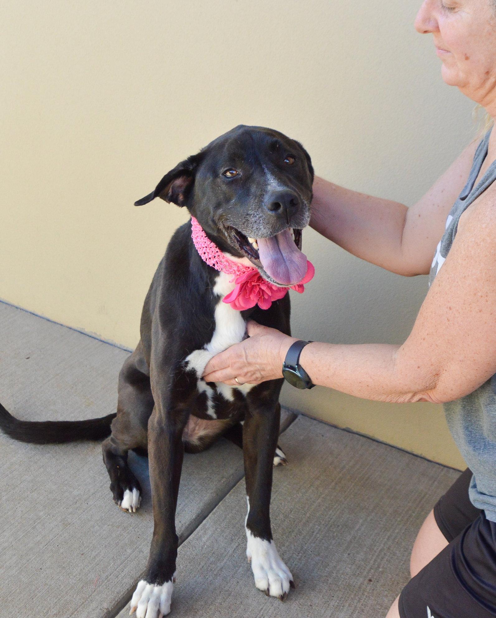 Enlarge Moonpie, a Adoptable Labrador Retriever in McKinney, TX image 3/3