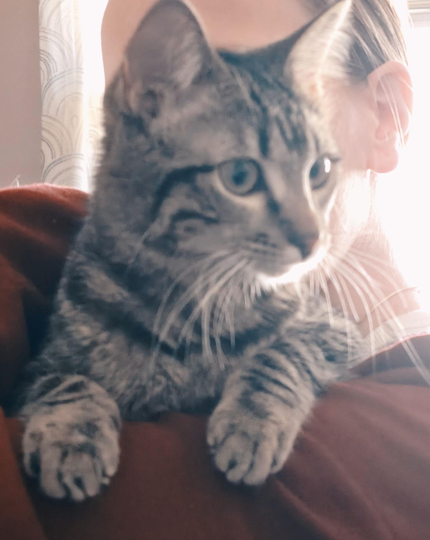Enlarge Rosemary, a Adoptable Domestic Short Hair in Manhattan, KS image 3/4
