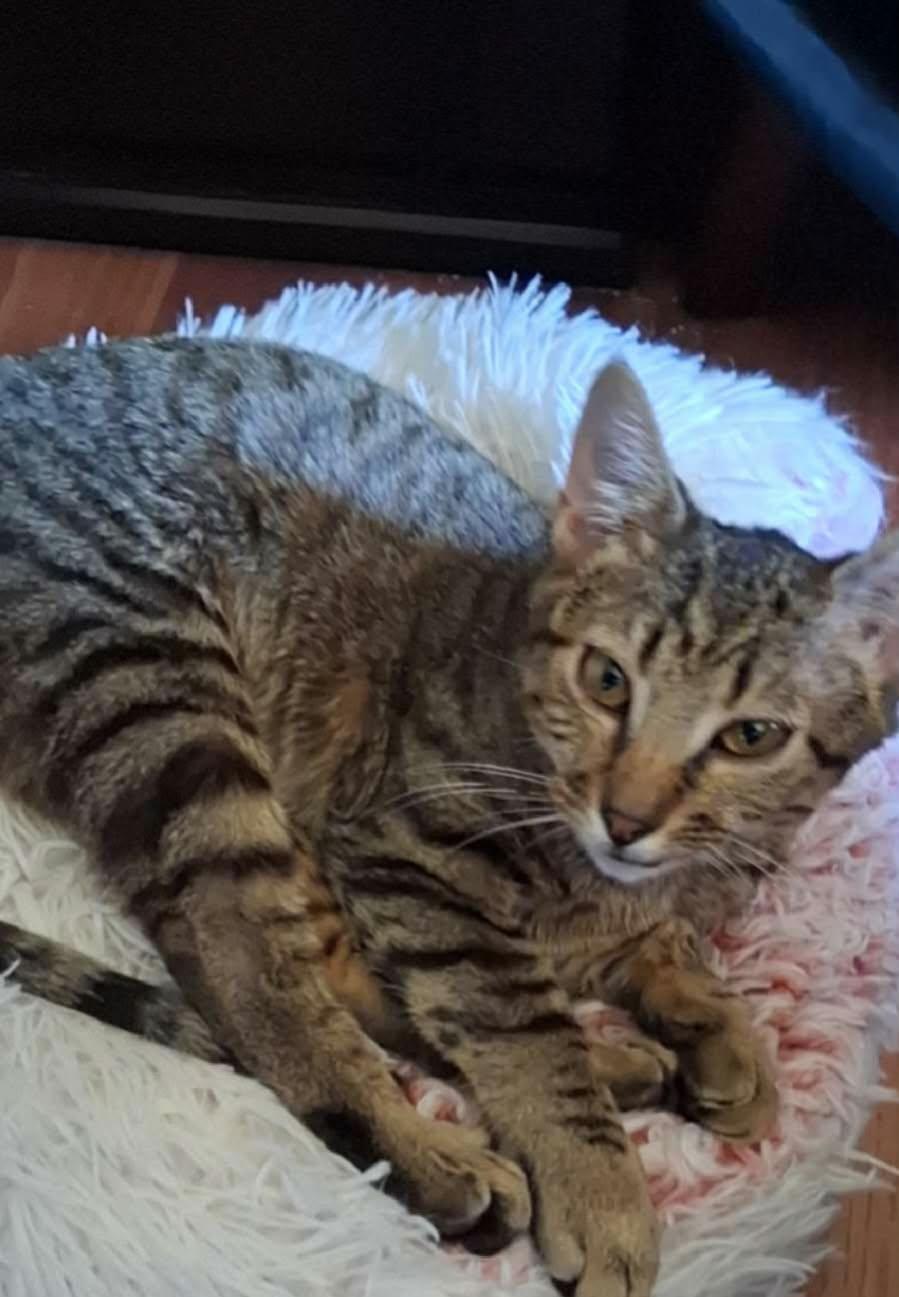 Rosemary, Adoptable, Kitten Female Domestic Short Hair.