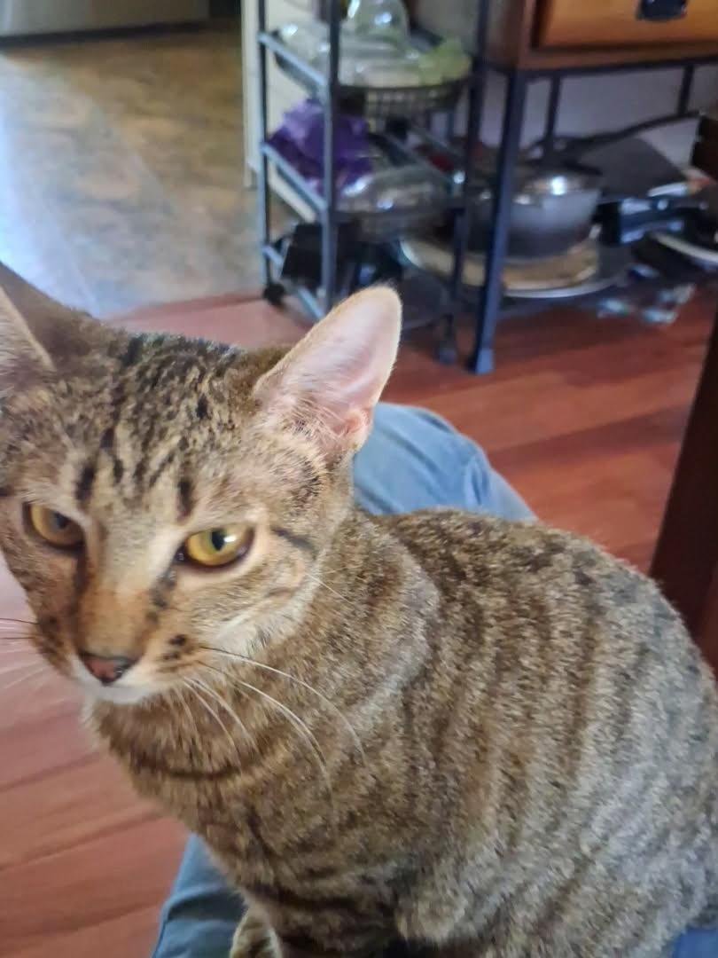Enlarge Rosemary, a Adoptable Domestic Short Hair in Manhattan, KS image 4/4
