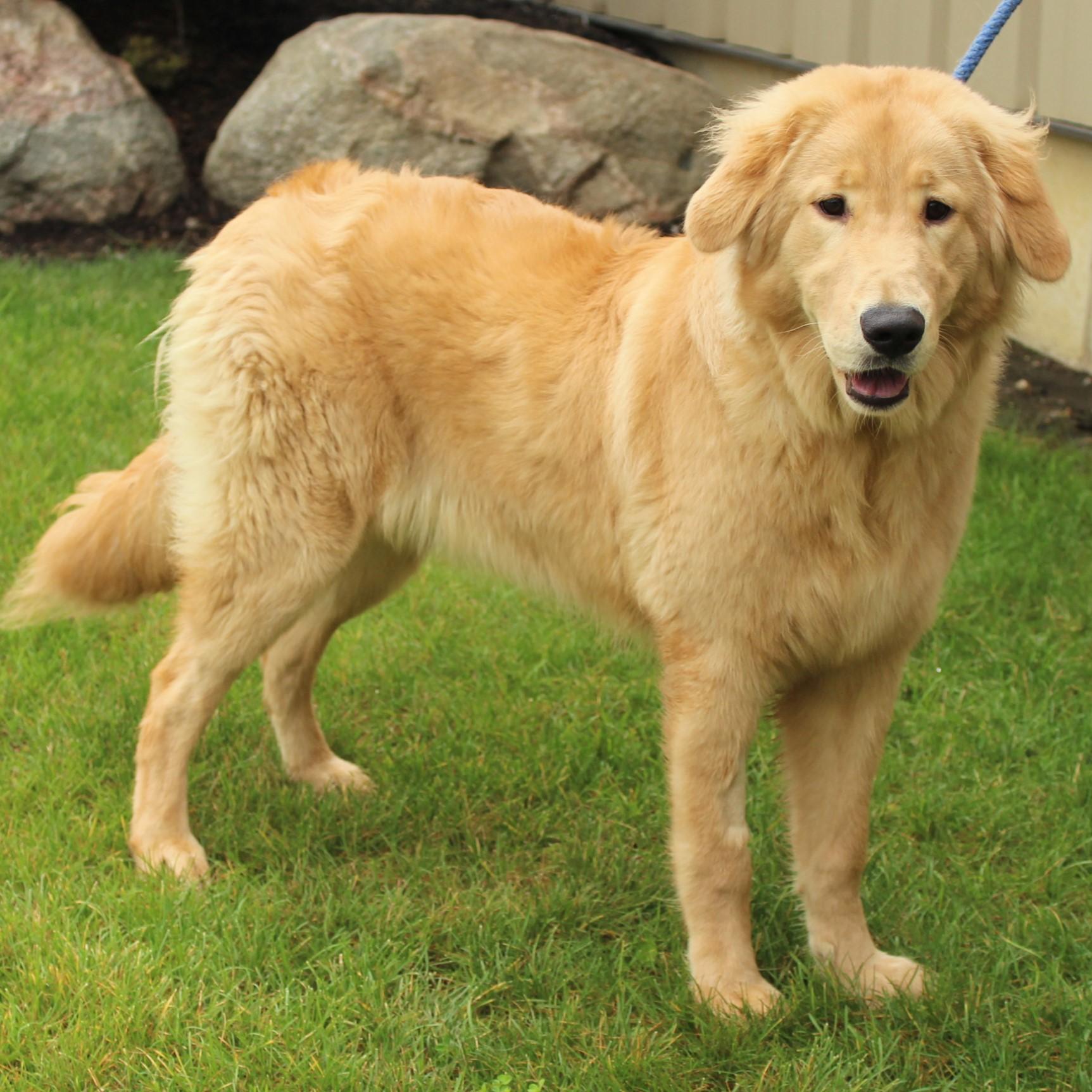 Auri, an adopted mixed breed in Eaton, OH image 3/6